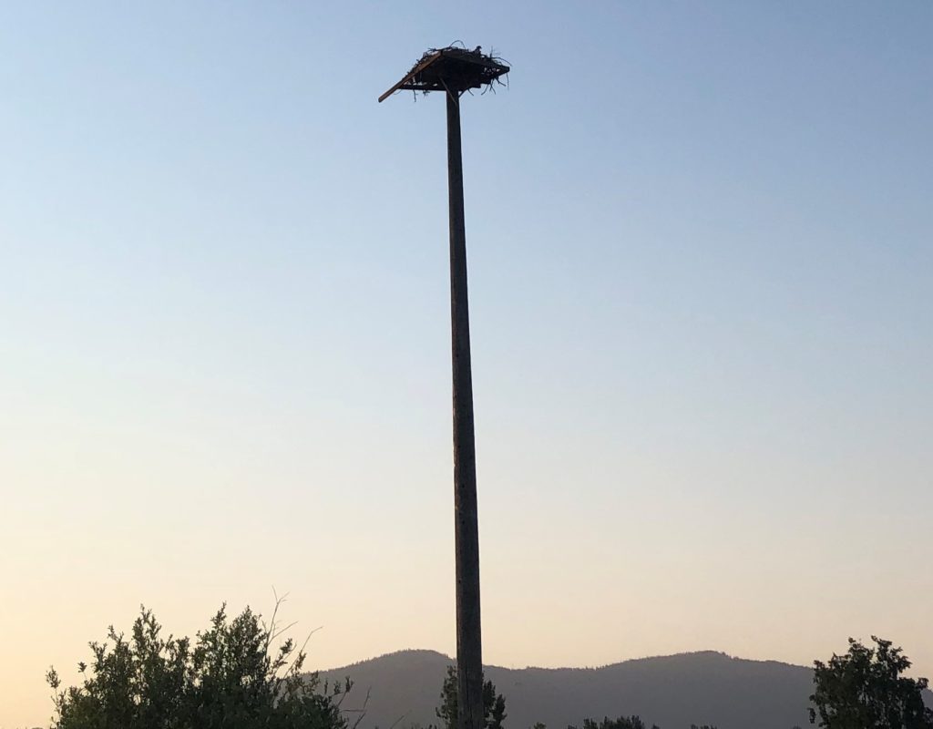 birds nest on top of a pole
