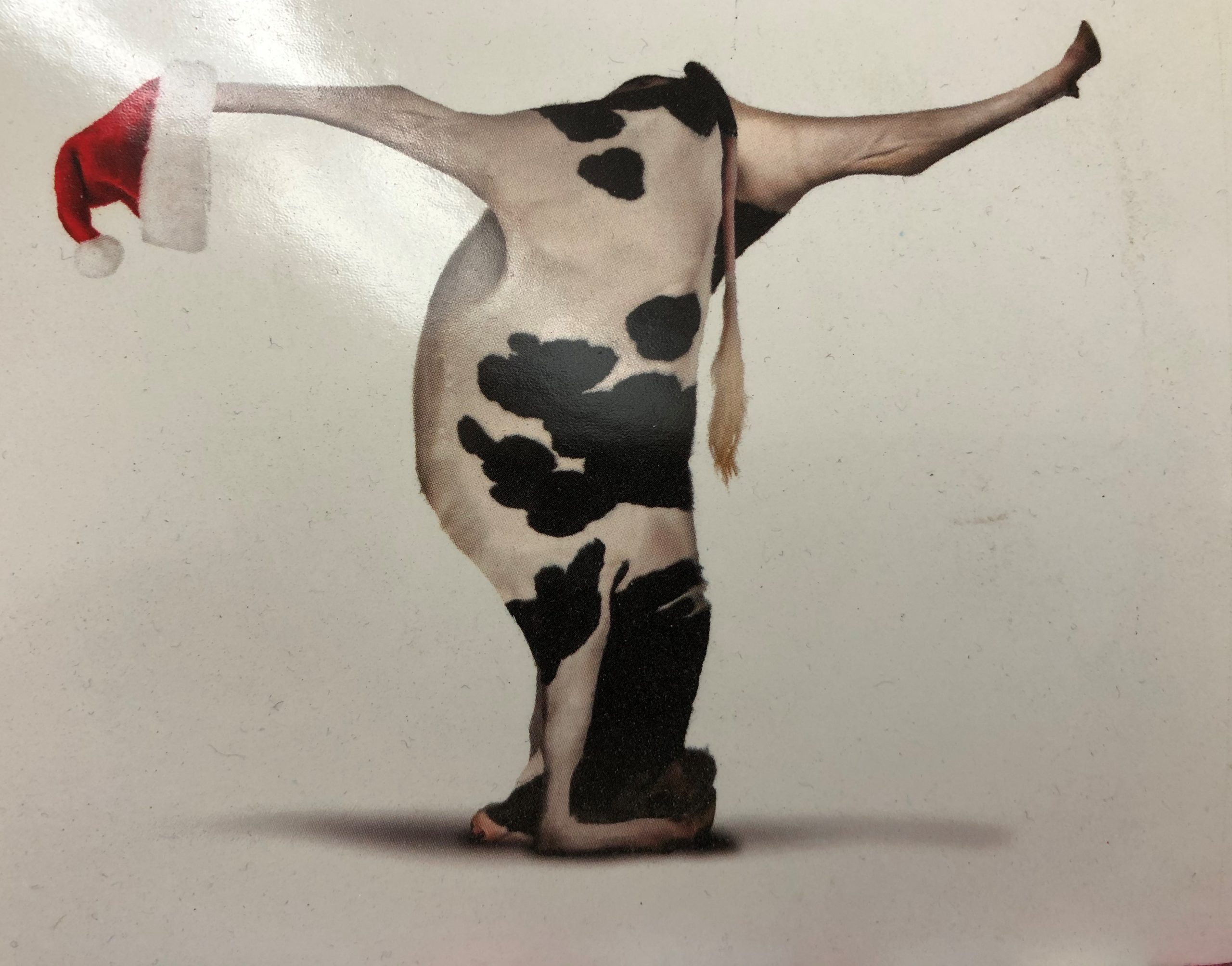 illustration of a cow in a headstand with her legs apart from another and with a Santa hat in one