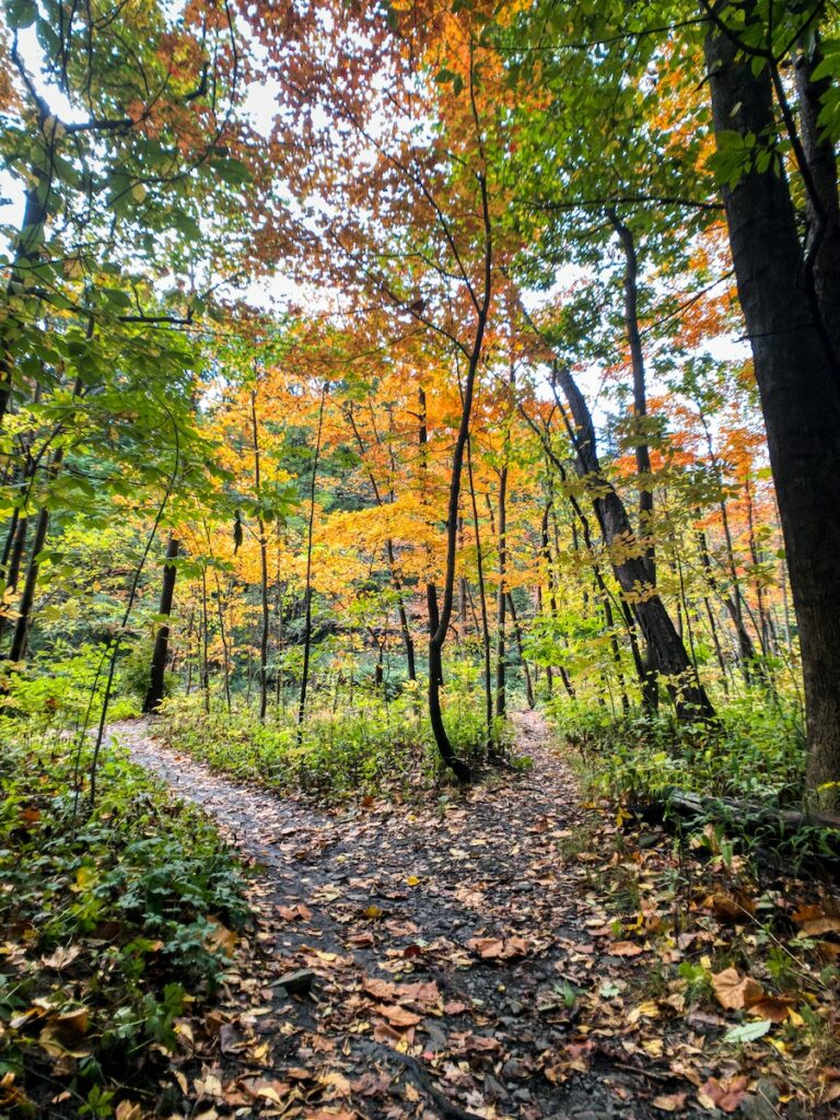 Forest Path in Autumn 