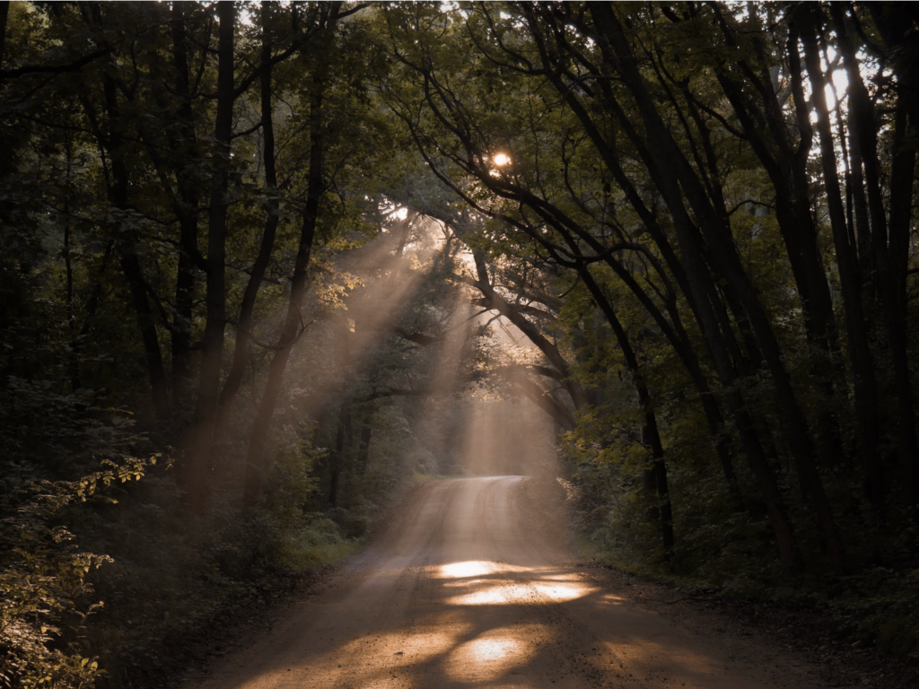 forest road with light rays through the trees
