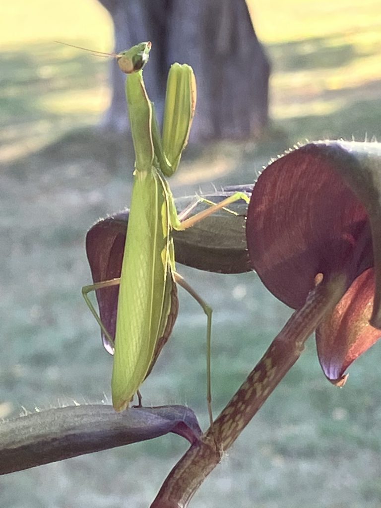 Praying Mantis 3